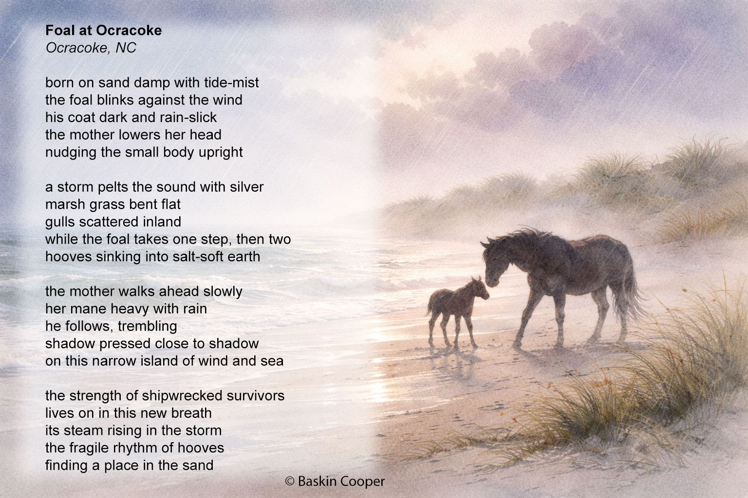 Foal at Ocracoke